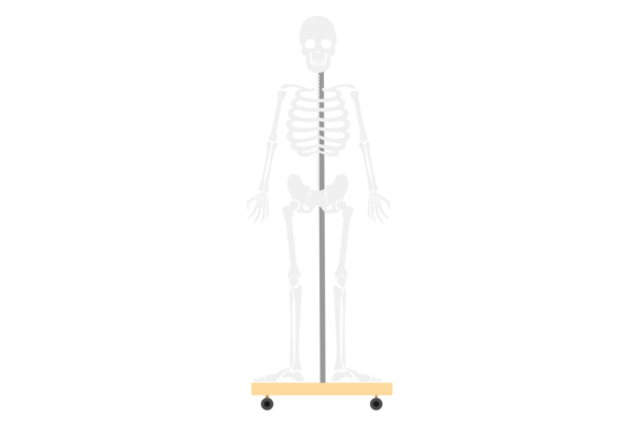 Human Skeleton: Anatomical Study for Schools